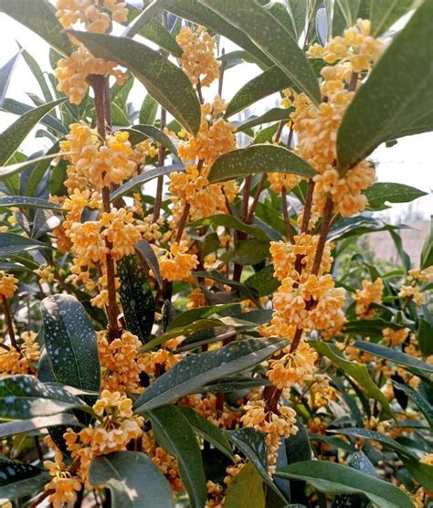 種桂花好嗎|桂花種植指南：澆水、施肥、溫度全攻略 